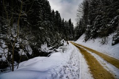 Ukrayna 'nın Karpat Dağları' nda kış yolu