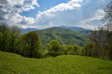 Ukrayna Karpatlarının dağlarındaki orman.