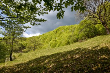 Ukrayna Karpatlarının dağlarındaki orman.
