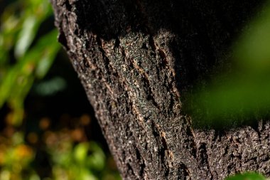 Harkov avlusunda bir ağaç gövdesi. Ağaç gövdesinde küçük bir liken.