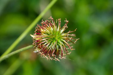 Harkov bölgesinde bir tarlada Burdock tohumları