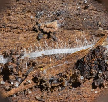 Küçük kökler filizlendi ve tohum oldu
