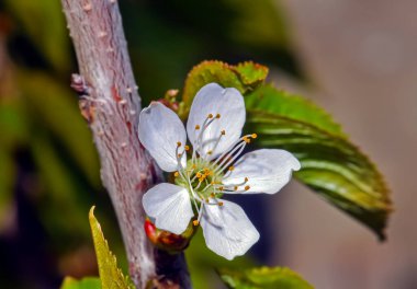 Çiçekli beyaz elma ağacı çiçeği
