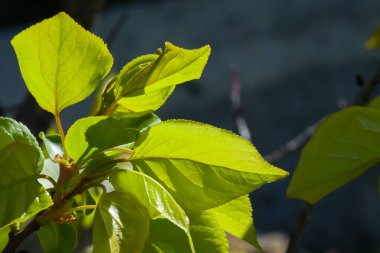 Bitkinin genç yaprakları baharda filizlendi.