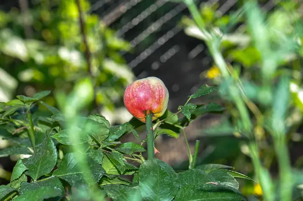 Ripe apple planted on a stick