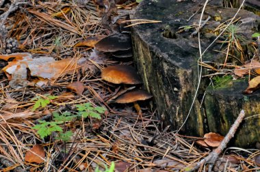 Sonbahar ormanında küçük mantarlar.
