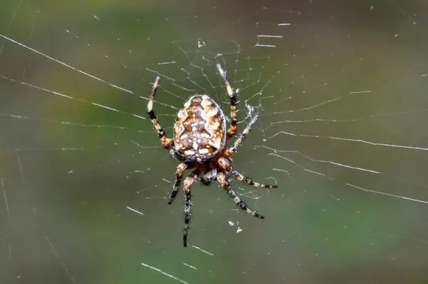 Araneus diadematus örümceği örümceğin ağına oturur. Ağın ortasında güzel bir örümcek.
