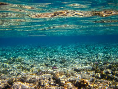 Kızıl Deniz 'deki mercan resifinin güzel sakinleri.