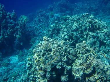 Kızıl Deniz 'deki mercan resifinin güzel sakinleri.