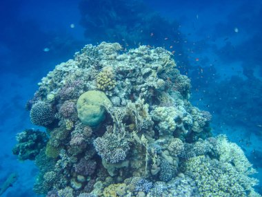Kızıl Deniz 'deki mercan resifinin güzel sakinleri.
