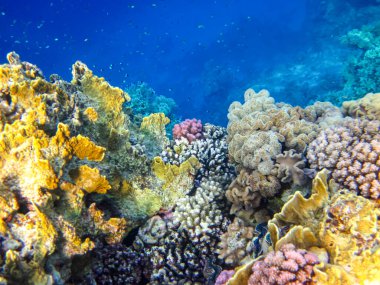 Kızıl Deniz 'deki mercan resifinin güzel sakinleri.