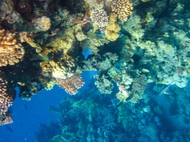 Kızıl Deniz 'deki mercan resifinin güzel sakinleri.