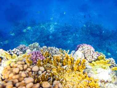 Kızıl Deniz 'deki mercan resifinin güzel sakinleri.