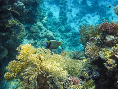 Kızıl Deniz 'deki mercan resifinin güzel sakinleri.