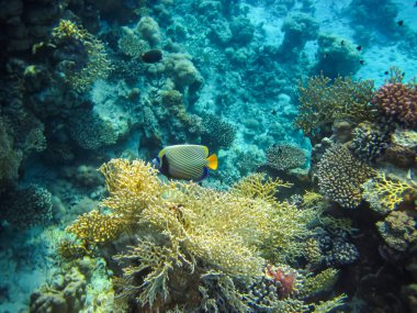 Kızıl Deniz 'deki mercan resifinin güzel sakinleri.