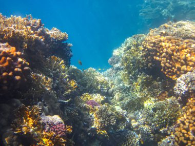 Kızıl Deniz 'deki mercan resifinin güzel sakinleri.