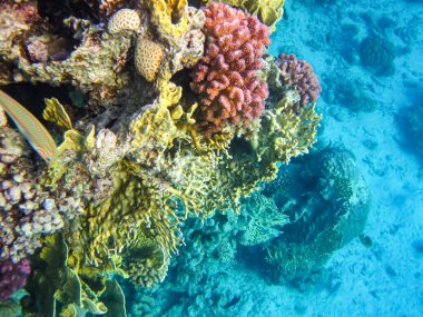 Kızıl Deniz 'deki mercan resifinin güzel sakinleri.