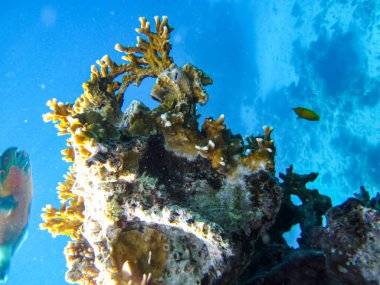 Kızıl Deniz 'deki mercan resifinin güzel sakinleri.