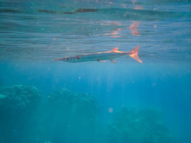 Kızıl Deniz 'deki mercan resifinin güzel sakinleri.