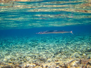 Kızıl Deniz 'deki mercan resifinin güzel sakinleri.