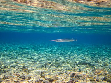 Kızıl Deniz 'deki mercan resifinin güzel sakinleri.