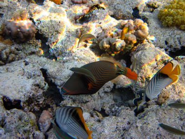 Kızıl Deniz 'deki mercan resifi ekosistemi