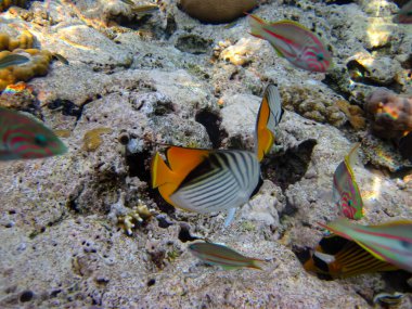 Kızıl Deniz 'deki mercan resifi ekosistemi