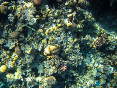 Kızıl Deniz 'deki mercan resifi ekosistemi