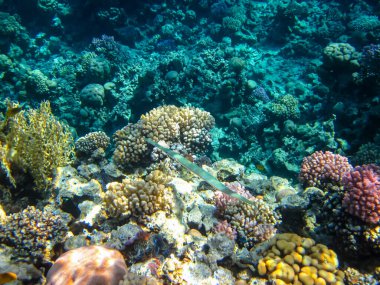 Kızıl Deniz 'deki mercan resifi ekosistemi