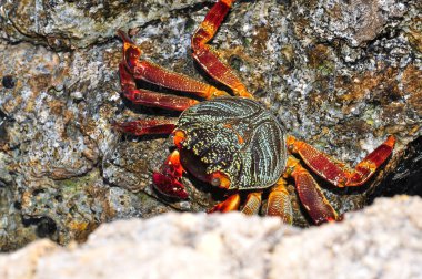 Bir deniz yengeci kayaya tırmandı.