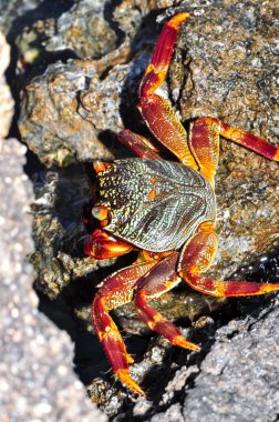 Bir deniz yengeci kayaya tırmandı.