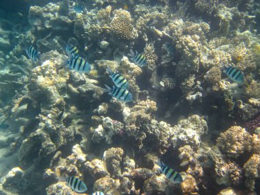 Kızıl Deniz 'in mercan kayalıklarında güzel balıklar