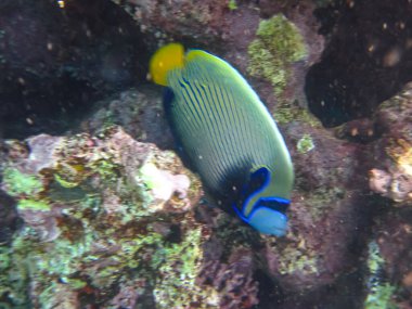 Kızıl Deniz 'in mercan kayalıklarında güzel balıklar