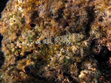 Kızıl Deniz 'in mercan kayalıklarında güzel balıklar