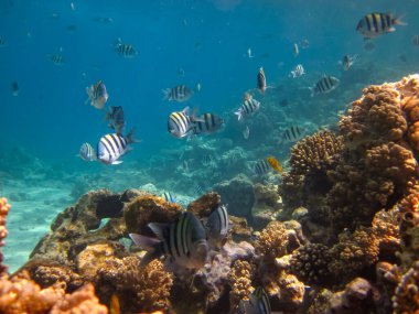 Kızıl Deniz 'in mercan kayalıklarında güzel balıklar