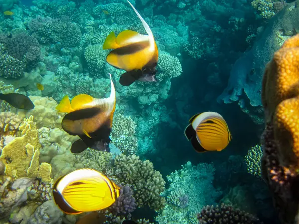 Kızıl Deniz 'in mercan kayalıklarında güzel balıklar