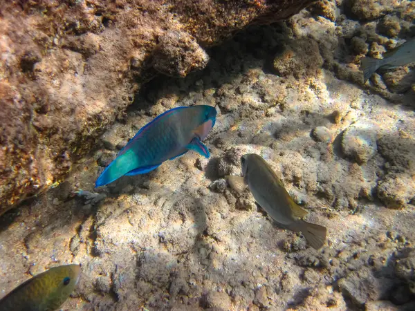 Kızıl Deniz 'in mercan kayalıklarında güzel balıklar