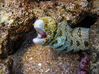 Kızıl Deniz mercan resifinin renkli sakinleri