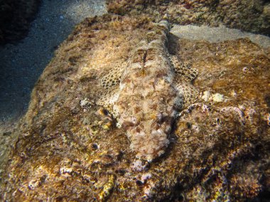 Kızıl Deniz mercan resifinin renkli sakinleri