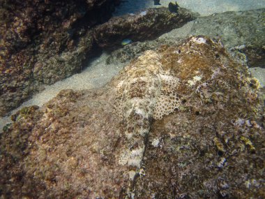 Kızıl Deniz mercan resifinin renkli sakinleri