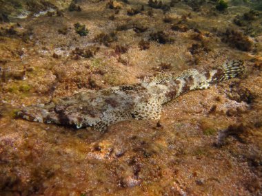 Kızıl Deniz mercan resifinin renkli sakinleri