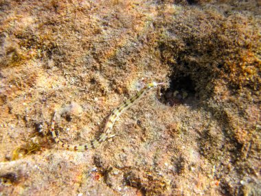 Kızıl Deniz mercan resifinin renkli sakinleri