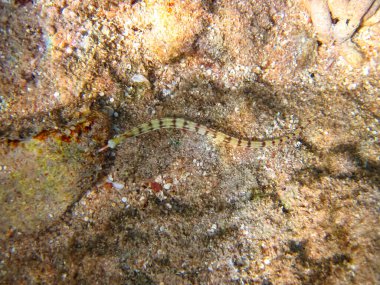 Kızıl Deniz mercan resifinin renkli sakinleri