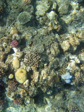 Kızıl Deniz mercan resifinin renkli sakinleri