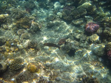 Kızıl Deniz mercan resifinin renkli sakinleri