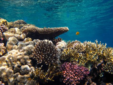Kızıl Deniz mercan resifi ve onun güzel sakinleri.