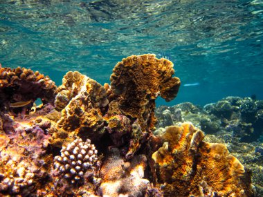 Kızıl Deniz mercan resifi ve onun güzel sakinleri.