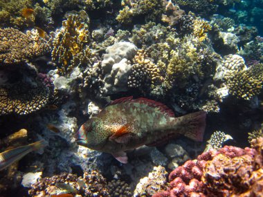 Kızıl Deniz mercan resifi ve onun güzel sakinleri.