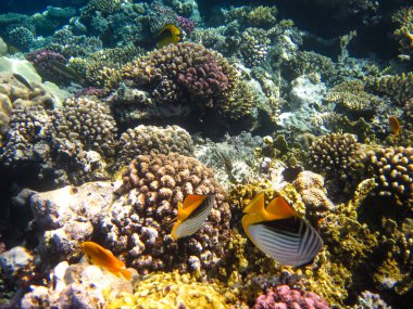 Kızıl Deniz mercan resifi ve onun güzel sakinleri.