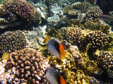 Kızıl Deniz mercan resifi ve onun güzel sakinleri.